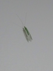 Chrysopidae