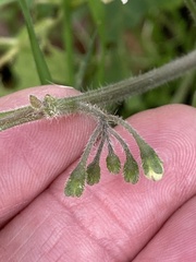 Solanum nigrum