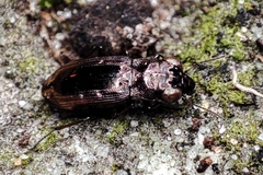 Notiophilus quadripunctatus
