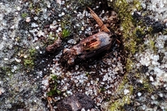 Notiophilus quadripunctatus