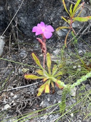Drosera hilaris