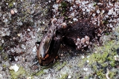 Notiophilus quadripunctatus