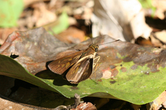 Calpodes triangularis