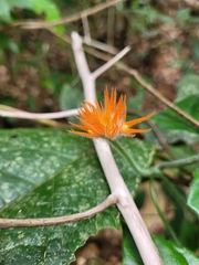 Gurania tricuspidata