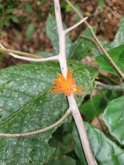 Gurania tricuspidata