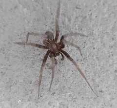Tegenaria