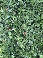 Mesembryanthemum cordifolium