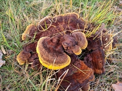 Phaeolus schweinitzii