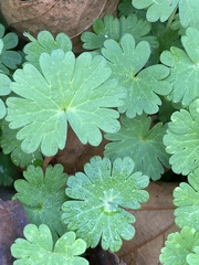 Geranium molle