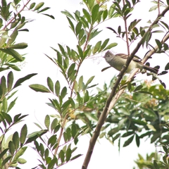 Elaenia flavogaster