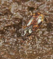 Bembidion fumigatum