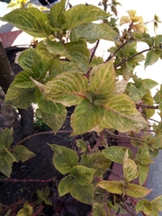 Fittonia albivenis