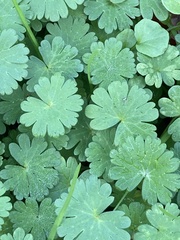 Geranium molle