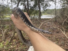 Nerodia fasciata pictiventris