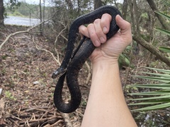 Nerodia fasciata pictiventris