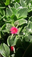 Mesembryanthemum cordifolium