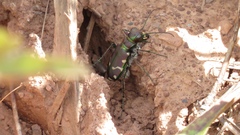 Cicindela limbalis