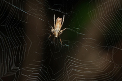 Cyphalonotus