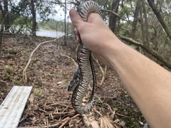 Nerodia fasciata pictiventris