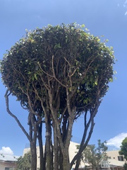 Brugmansia arborea