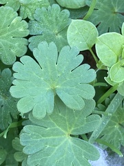 Geranium molle