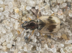 Bembidion pallidipenne