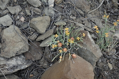Ephedra monosperma