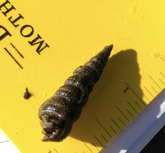 Cerithideopsis scalariformis