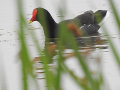 Gallinula chloropus meridionalis
