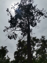 Cedrela salvadorensis