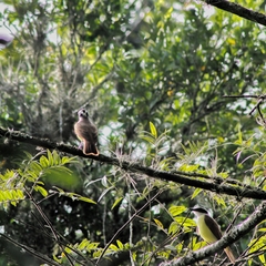 Pitangus sulphuratus