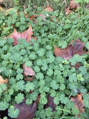 Geranium molle