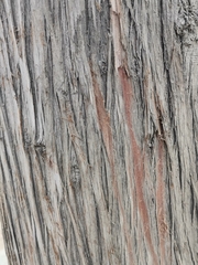 Cedrela salvadorensis