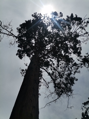 Cedrela salvadorensis