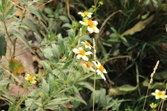 Bidens aurea