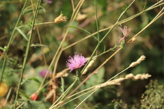 Mantisalca salmantica