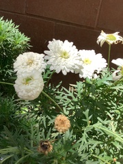 Argyranthemum