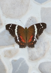 Anartia fatima colima