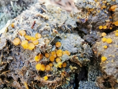 Cheilymenia stercorea