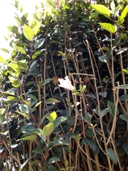 Melicytus ramiflorus