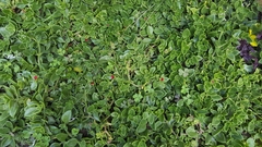 Mesembryanthemum cordifolium