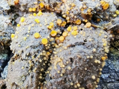 Cheilymenia stercorea