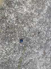 Alcaeorrhynchus grandis