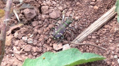 Cicindela limbalis