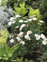 Tanacetum parthenium