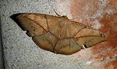 Oxydia trychiata