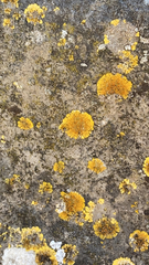 Teloschistaceae