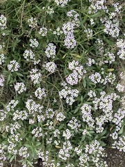 Lobularia