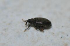 Orchestes fagi