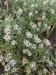 Lobularia